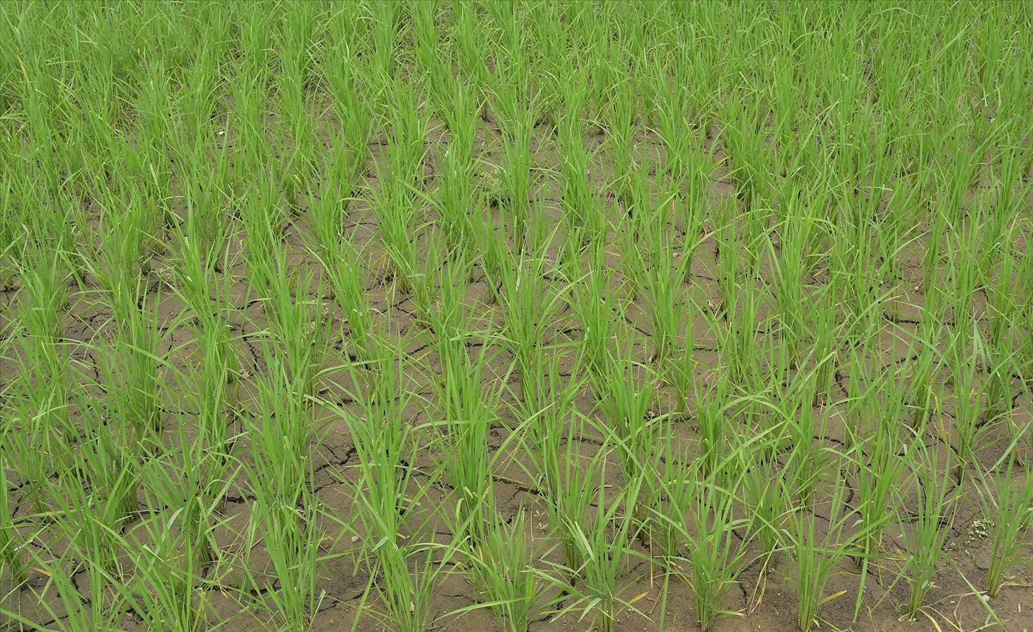 Nhiều diện tích lúa xuất hiện tình trạng nứt chân chim do thiếu nước (Ảnh Trọng Bảo)