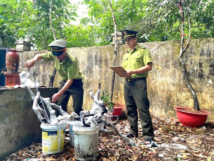 Cán bộ Đội Kiểm lâm cơ động và Phòng cháy, chữa cháy rừng (Chi cục Kiểm lâm Thanh Hóa) kiểm tra tang vật vi phạm là gốc, thân cây muội hồng vừa bị thu giữ.