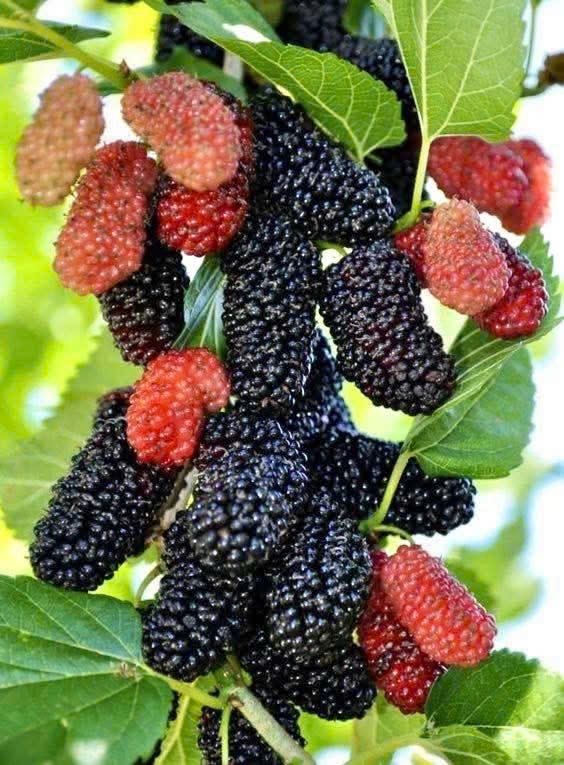 Dâu tằm hỗ trợ thải độc gan và thanh lọc cơ thể hiệu quả. Ảnh: Kiều Vũ