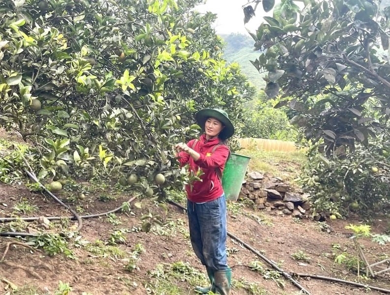 Mô hình trồng cam đã giúp nhiều hộ dân ở bản Hạ Sơn vươn lên thoát nghèo.