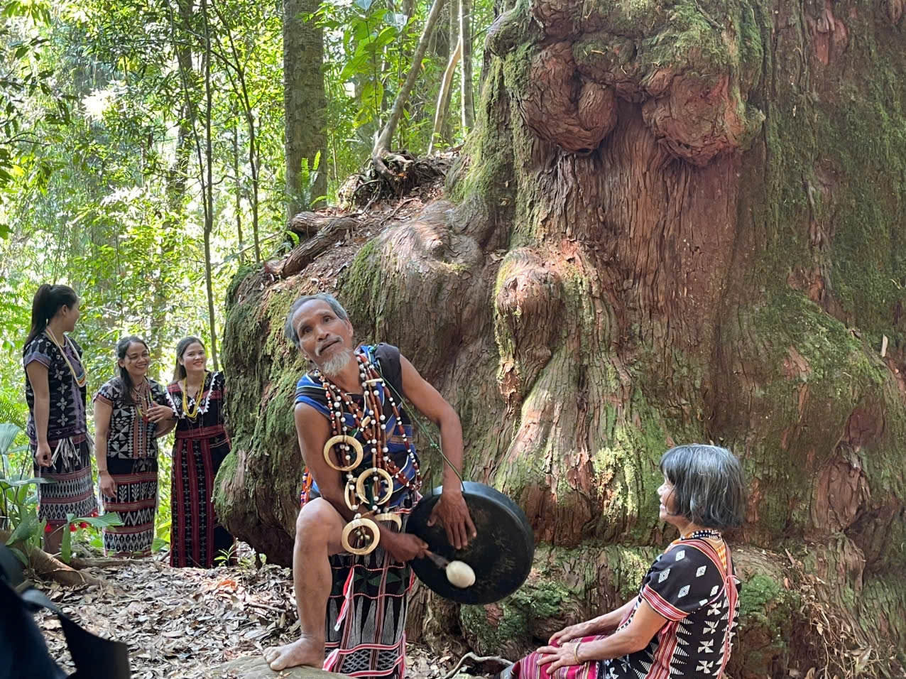 Biểu diễn cồng chiêng dưới tán rừng Pơ mu cổ thụ. (Ảnh HT)