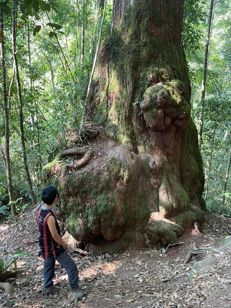 Rừng Pơ mu di sản trở thành điểm đến du lịch hấp dẫn du khách. (Ảnh HT)