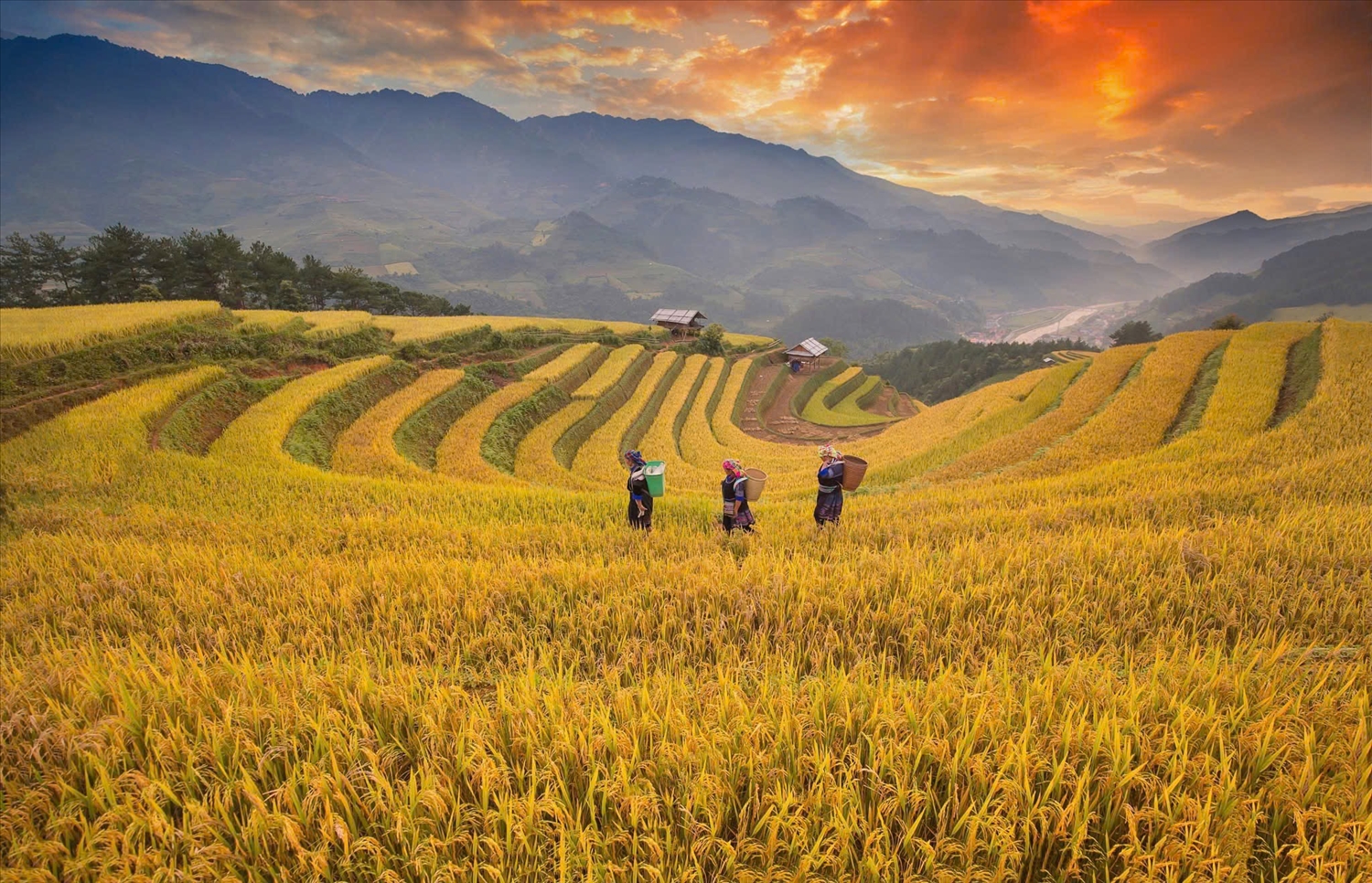 Chính sách dân tộc hướng vào phát triển con người và bồi đắp năng lực nội sinh, hiệu quả sẽ bền vững hơn. (Trong ảnh: Mùa vàng ở vùng đồng bào dân tộc thiểu số. Ảnh: Hoàng Dưỡng)