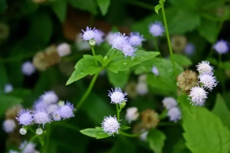 Theo Đông y, cỏ lào có tính ấm, vị cay hơi đắng, giúp sát trùng, cầm máu, kháng khuẩn, chống tụ mủ và chữa các bệnh về tiêu hóa, ngoài da cực hiệu quả. 