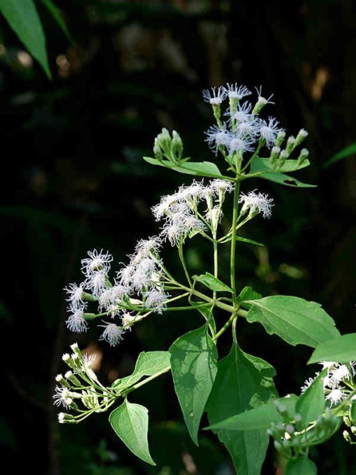 (Tổng hợp) Công dụng tuyệt vời từ loài cây cỏ lào 1