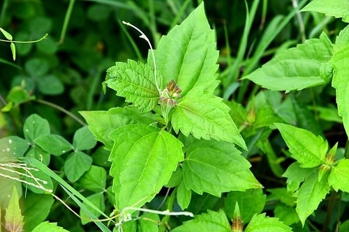 (Tổng hợp) Công dụng tuyệt vời từ loài cây cỏ lào 2