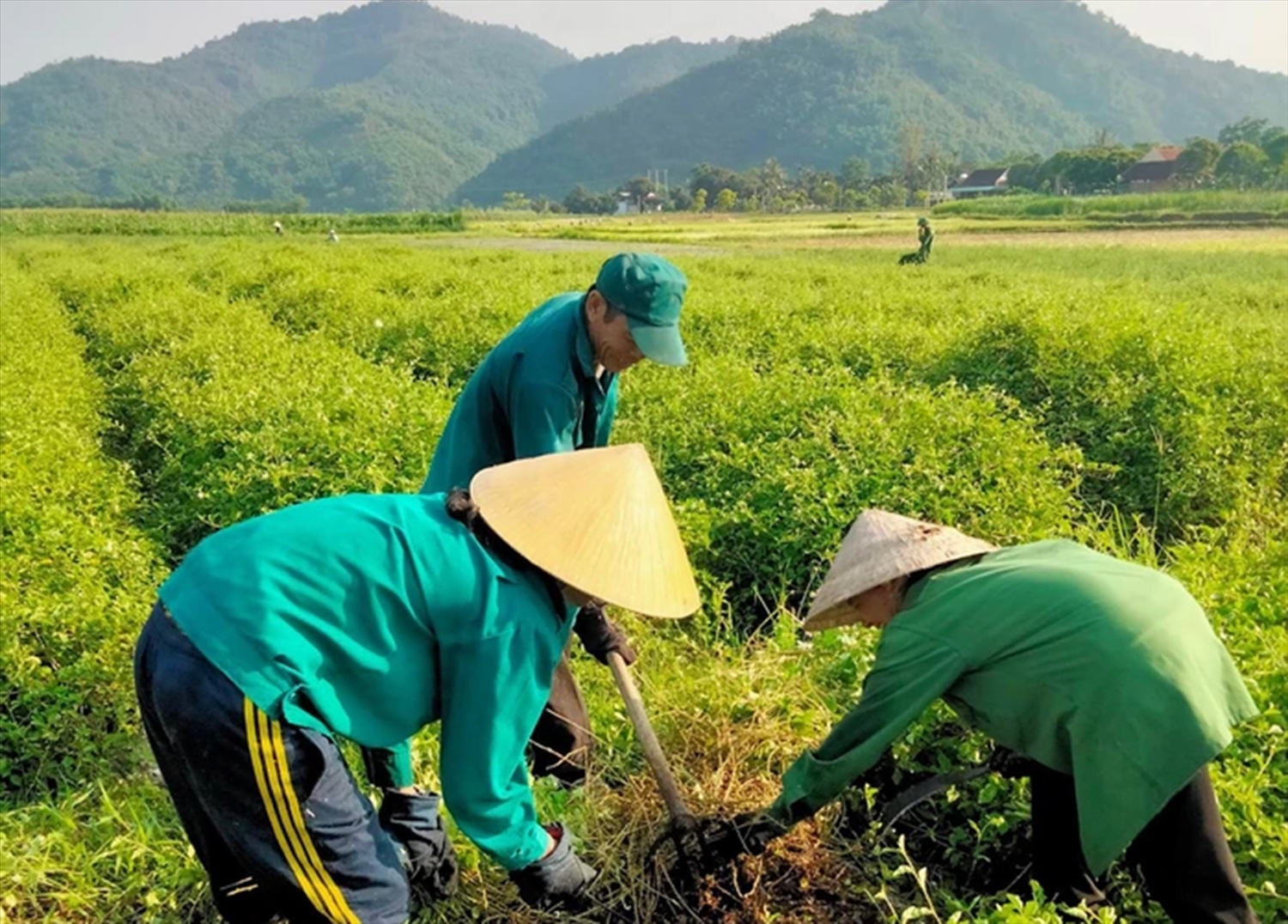 Phát triển vùng trồng cây dược liệu được địa phương quan tâm