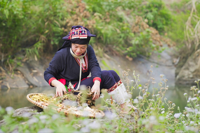 Giá trị y học bản địa người Dao truyền thống tại Ba Vì 