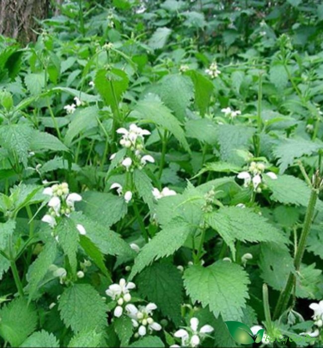 Cây tầm ma là một loại cây dễ trồng, có thể tìm thấy ở khắp mọi miền đất nước, từ đồng bằng đến miền núi và được thu hoạch quanh năm. Ảnh: minh họa