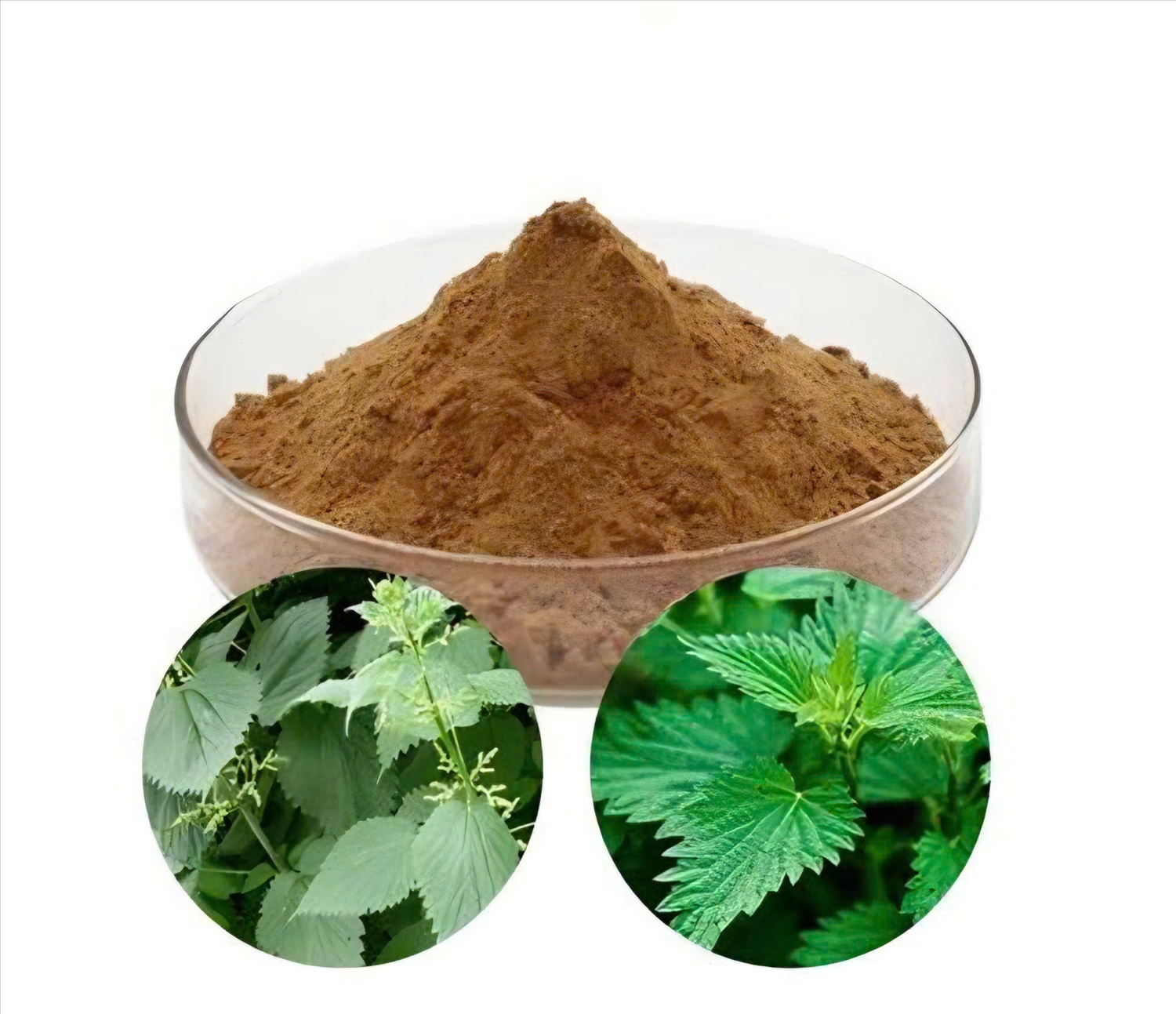 Chiết xuất cây Tầm Ma (Nettle extract) có nhiều công dụng, trong đó nổi bật nhất là tác dụng chữa bệnh. Theo y học cổ truyền, cây tầm ma có vị đắng, tính bình, có tác dụng lợi tiểu, thanh nhiệt, giải độc, chỉ huyết, tán ứ. Ảnh: minh họa