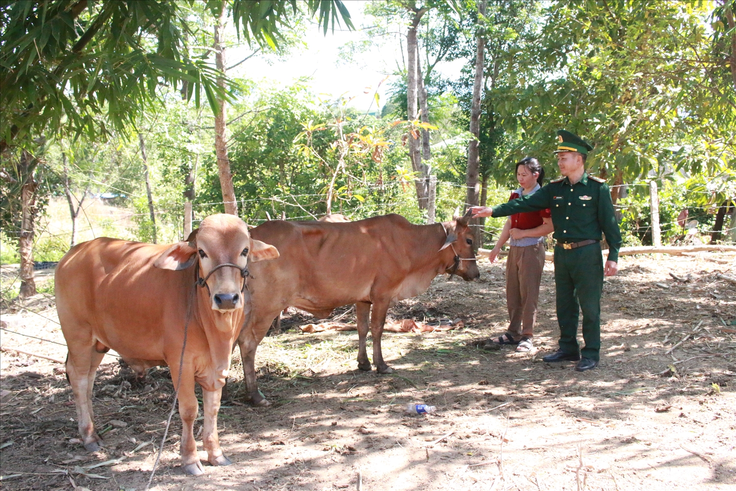 Từ một con bò giống sinh sản do Đồn Biên phòng Ia Đal hỗ trợ, đến nay, đàn bò của gia đình chị Ngân Thị Tuyến đã phát triển lên ba con. (Ảnh: Ngọc Chí)