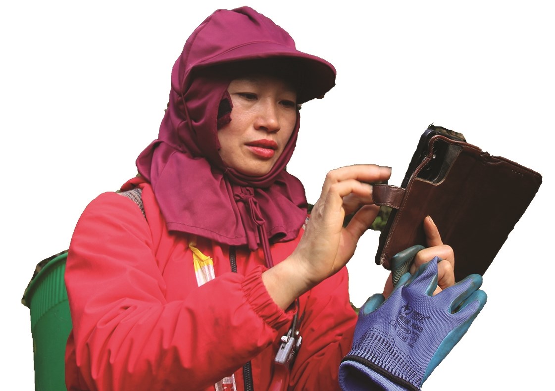 Chị Phủng Livestream trực tiếp tại vườn cam của gia đình