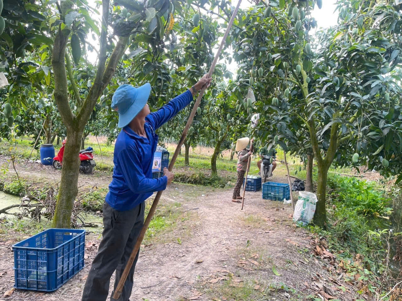 Đẩy mạnh chuyển dịch cơ cấu kinh tế nông nghiệp, Cù Lao Giêng đã trở thành một thủ phủ xoài xuất khẩu. (Ảnh: Tào Đạt)