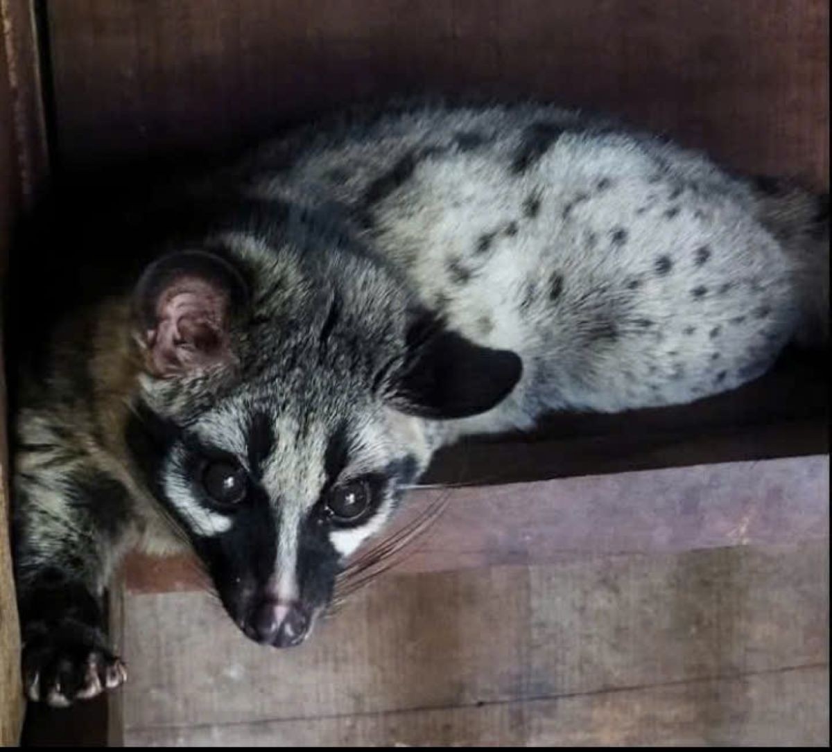 Chồn hương dễ nuôi. Thức ăn chủ yếu là chuối, cá, cháo nên chi phí không cao (Ảnh: Phạm Tiến)