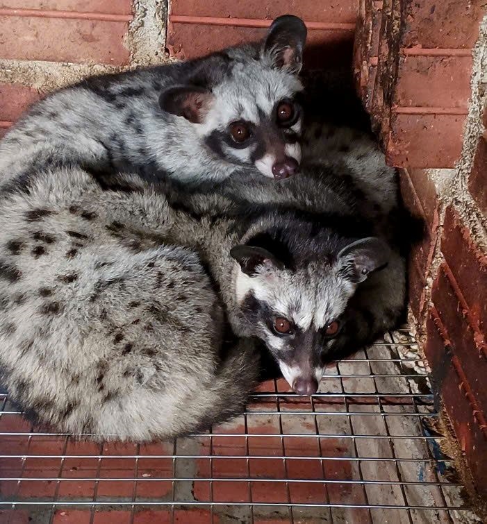 Chồn cái có thể sinh 2 - 3 lứa nếu chăm sóc tốt (Ảnh: Phạm Tiến)