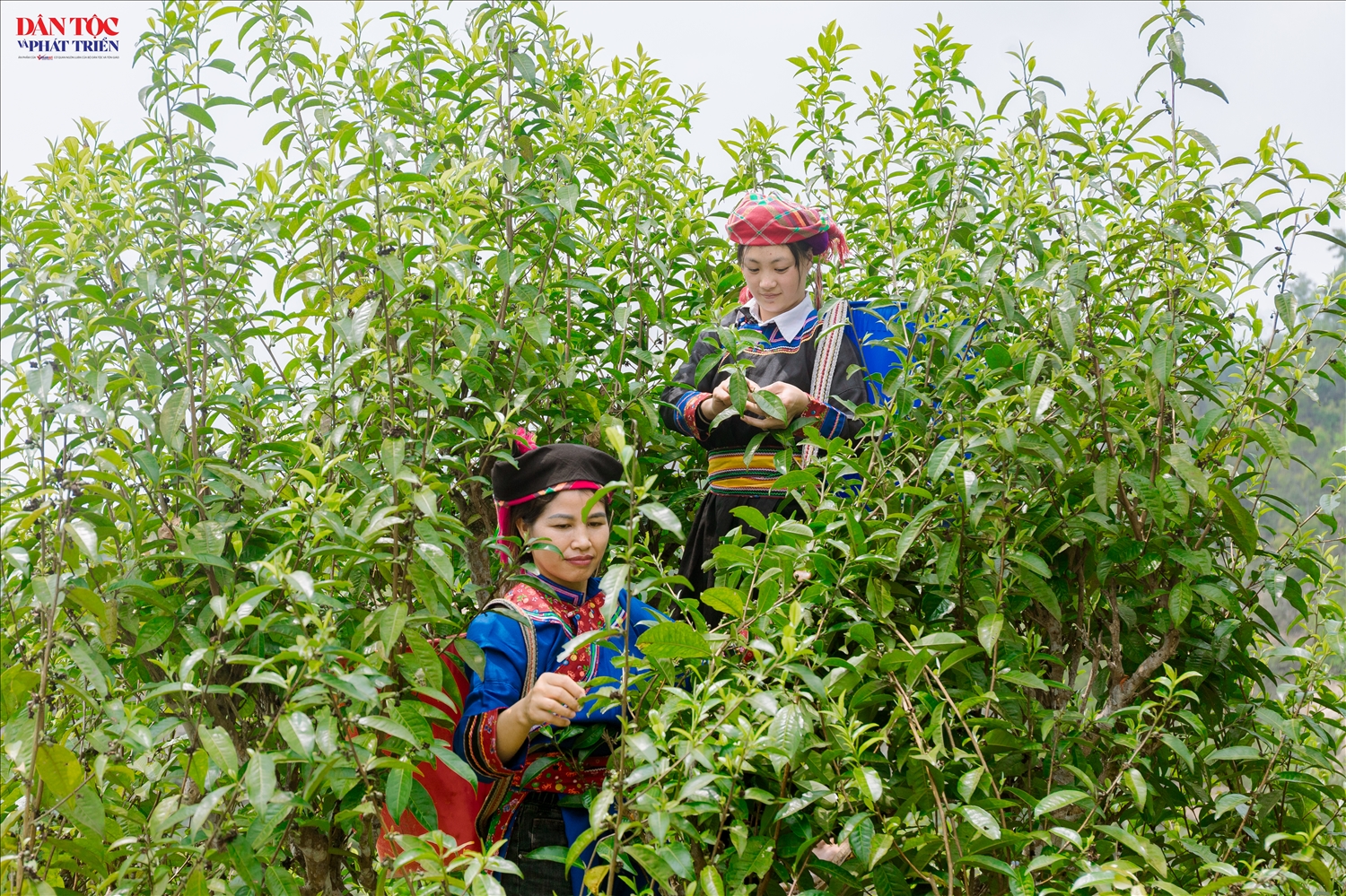 Người phụ nữ Cờ Lao trong lao động, sản xuất