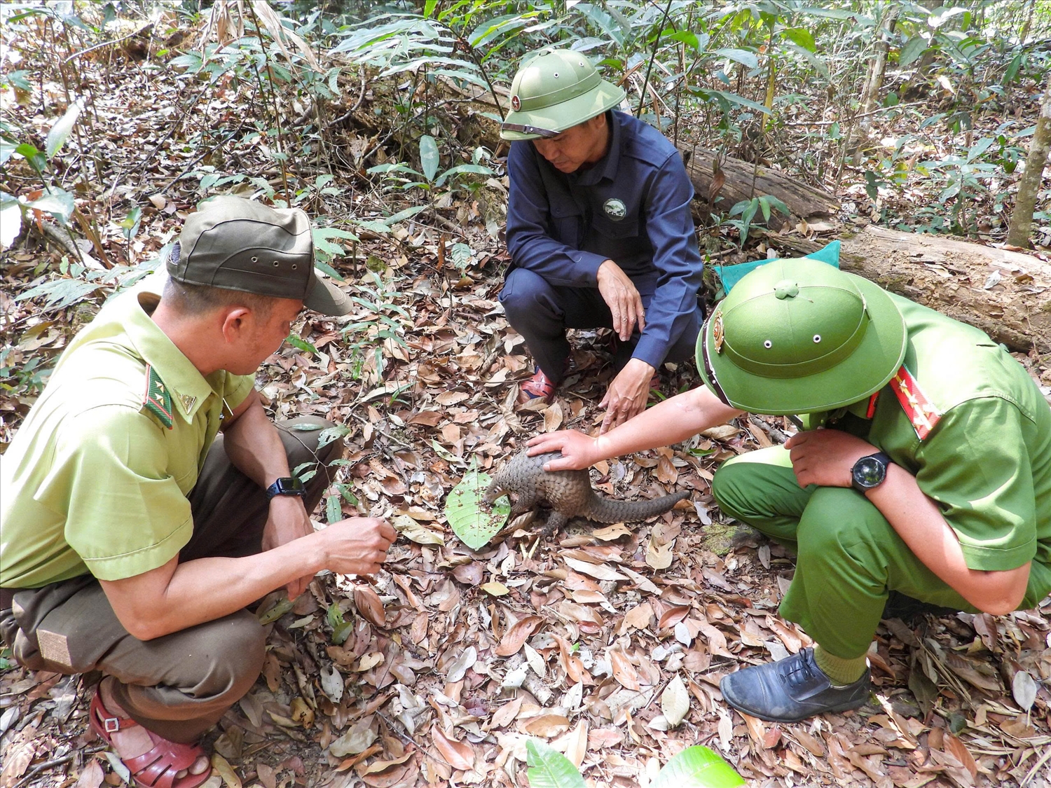 Các cá thể động vật rừng nguy cấp, quý hiếm được cơ quan chức năng thả về môi trường tự nhiên