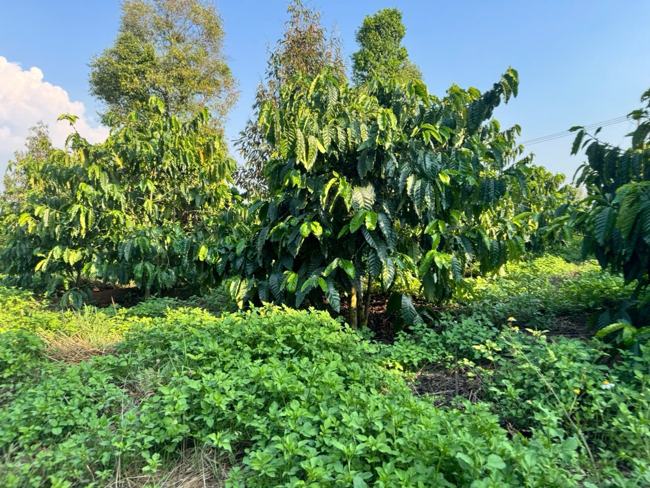 Gia đình ông Dương ứng dụng kỹ thuật trồng thảm cỏ che phủ đất để giữ nước cho cây trồng