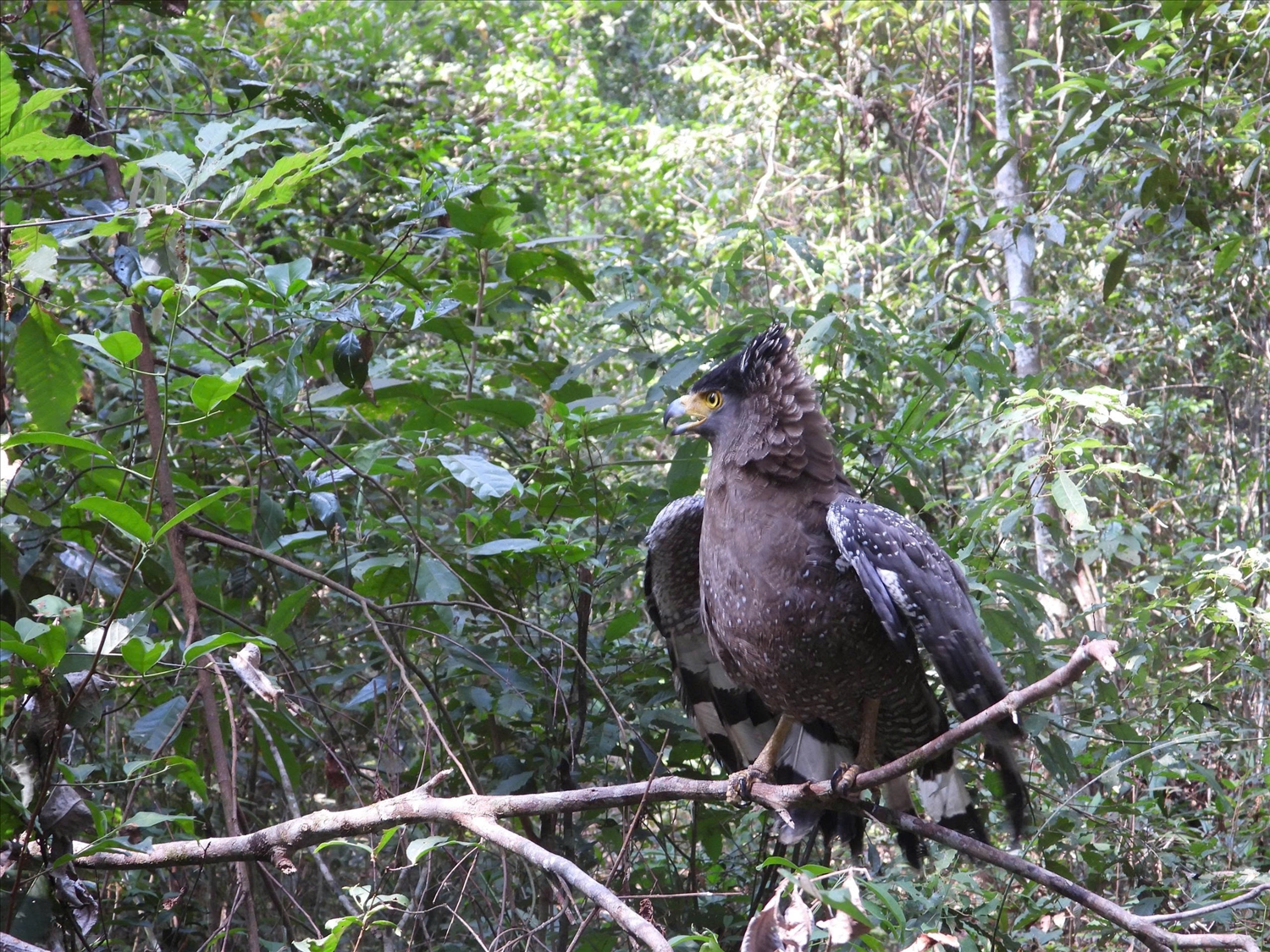 Diều hoa Miến Điện được phục hồi, trở về với môi trường tự nhiên