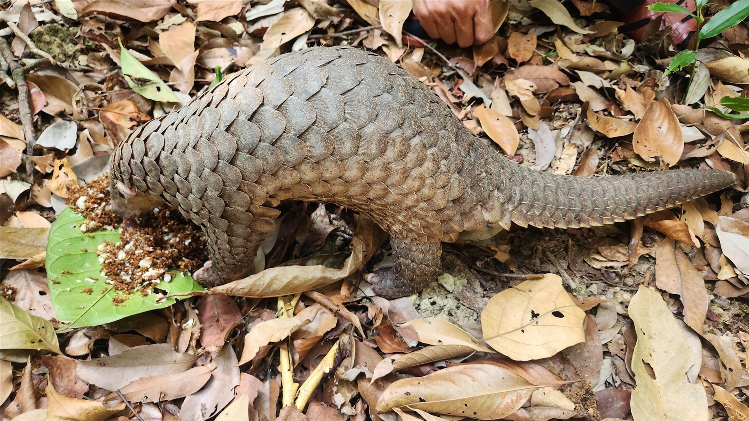 Cá thể tê tê quý hiếm sau thời gian chăm sóc đã được thả về rừng