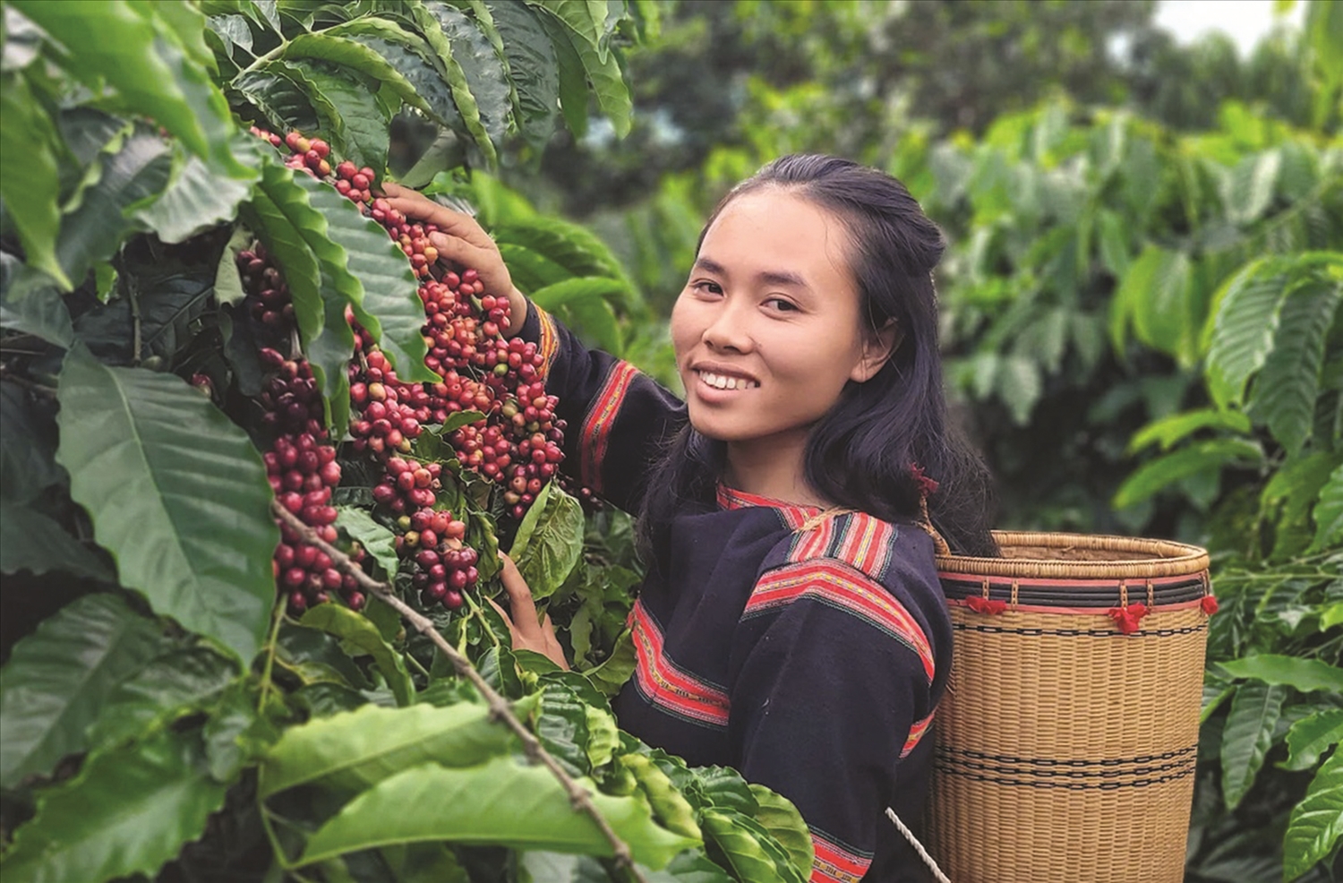 Chị Rơ Châm Avưn là một tấm gương tiêu biểu của người phụ nữ Gia Rai đã mạnh dạn khởi nghiệp với cà phê hữu cơ