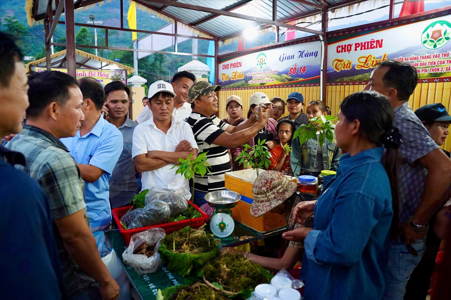 Chợ phiên Trà Linh có khoảng 20 gian hàng trưng bày sâm Ngọc Linh, dược liệu, nông sản của đồng bào Xơ Đăng. (Ảnh MQ)