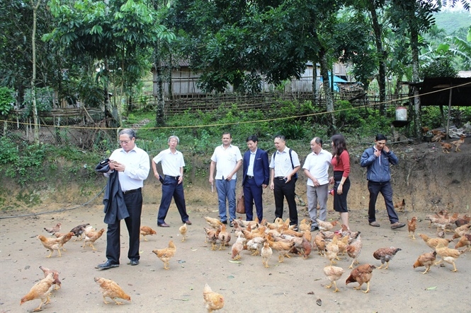 Chuyên gia tổ chức FAO và đoàn công tác của Cục Kinh tế hợp tác và Phát triển nông thôn (Bộ Nông nghiệp và Phát triển nông thôn) kiểm tra mô hình nuôi gà ở thôn Ra Manh, xã Sơn Long, huyện Sơn Tây. (Ảnh: TL)