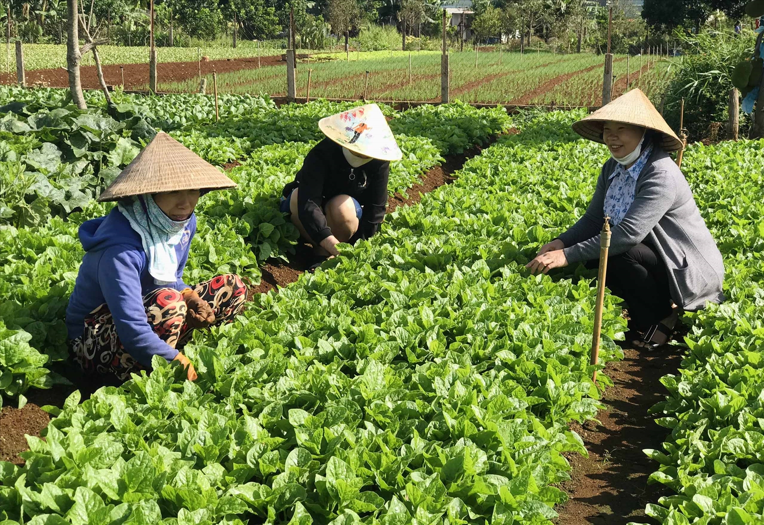 Mô hình trồng rau an toàn theo tiêu chuẩn VietGap được triển khai hiệu quả tại Gia Lai.