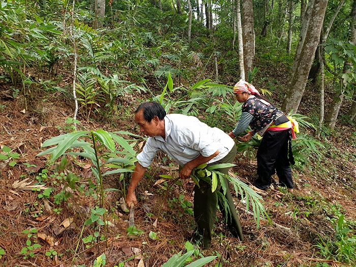 Người dân ở Điện Biên tham gia bảo vệ rừng