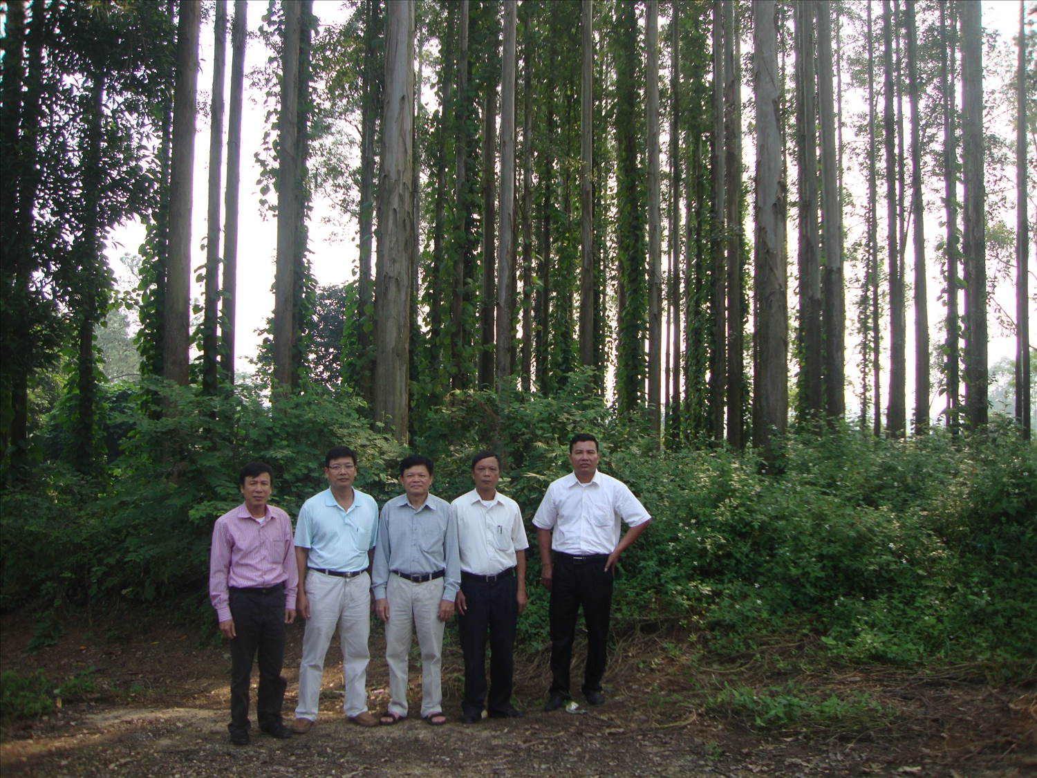 Cán bộ kiểm tra rừng trồng kinh doanh gỗ lớn của Công ty TNHH hai thành viên lâm nghiệp Yên Thế.