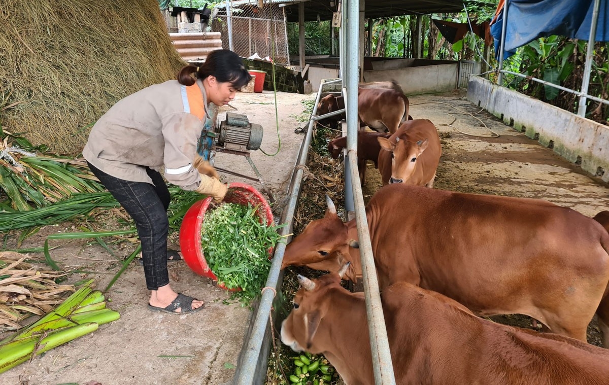 Mô hình nuôi bò của gia đình bà Nguyễn Thị Lanh (trú tại thôn Quang Lập, xã Trì Quang, huyện Bảo Thắng (Lào Cai)