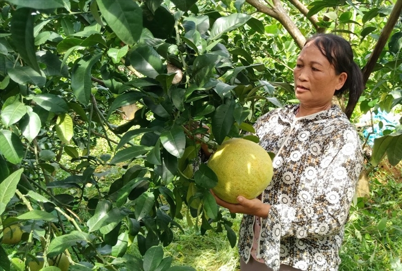 Mô hình trồng bưởi hiệu quả, mang lại thu nhập hàng trăm triệu đồng mỗi năm cho gia đình chị Lan.