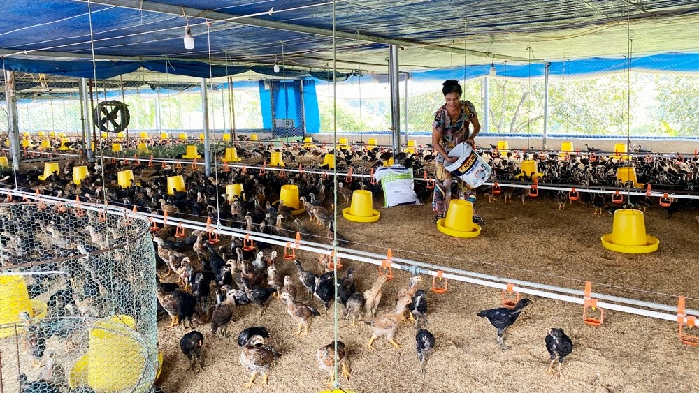 Nhờ được vay vốn giải quyết việc làm, gia đình chị Vũ Thị Hạnh, ở tổ dân phố Tướng Quân, thị trấn Hóa Thượng (Đồng Hỷ) đã phát triển trang trại chăn nuôi gà thịt với quy mô 9.000 con/lứa, thu nhập gần 400 triệu đồng/năm.