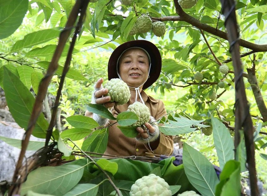 Mô hình trồng na dai giúp bà con dân tộc ở huyện Đồng Hỷ thoát nghèo. 