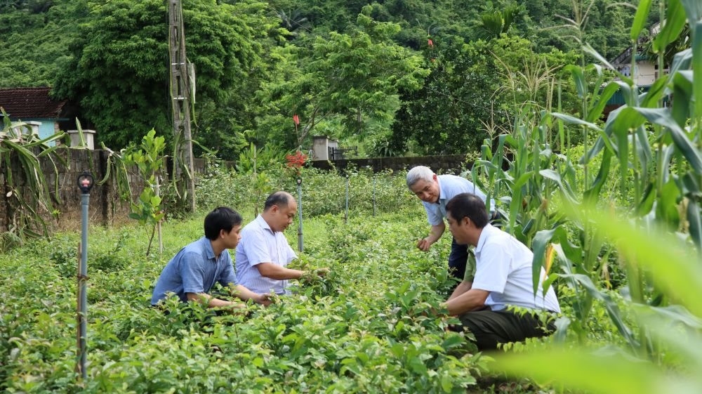 Đoàn nghiên cứu, khảo sát Vườn Xạ đen của người dân tại xã Yên Trị, huyện Yên Thủy