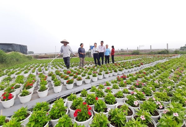 Gia đình chị Nguyễn Thị Thu Hà ở ấp 3, xã Bình Chánh, huyện Bình Chánh (TPHCM) vay 100 triệu đồng từ chương trình hỗ trợ tạo việc làm của NHCSXH để trồng hoa phục vụ dịp Tết Nguyên đán Giáp Thìn 2024