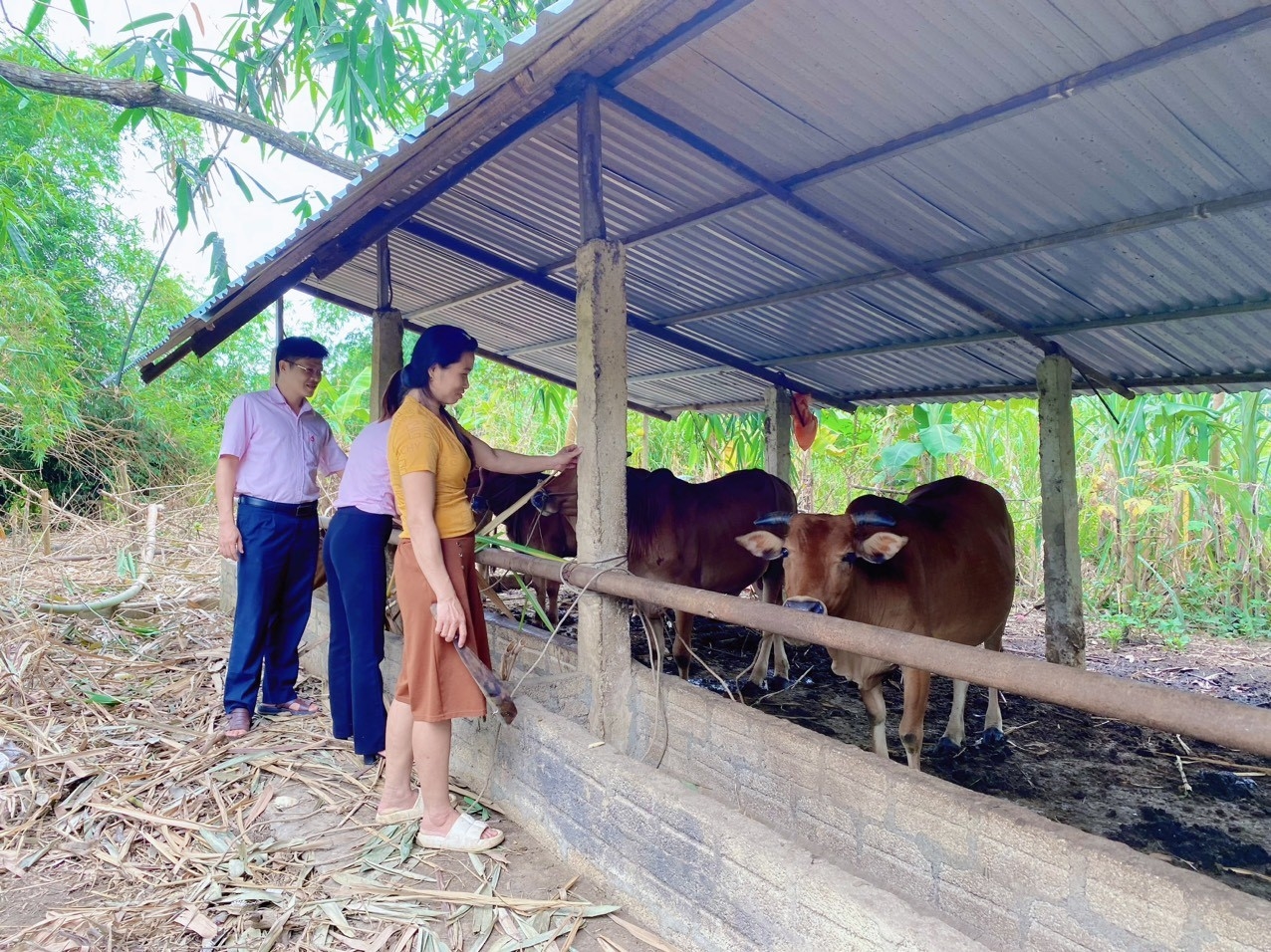 Mô hình chăn nuôi bò sinh sản của gia đình anh Vang Văn Nhâm - chị Lữ Thị Bích tại bản Xẹt 2, xã Châu Thắng