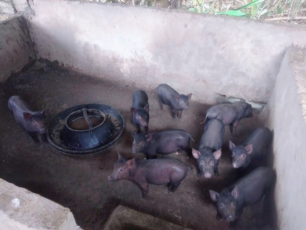 Đàn lợn nít của gia đình chị Vi Thị Hạnh - bản Cằng Bài, xã Châu Thắng đã mang lại hiệu quả kinh tế cho gia đình