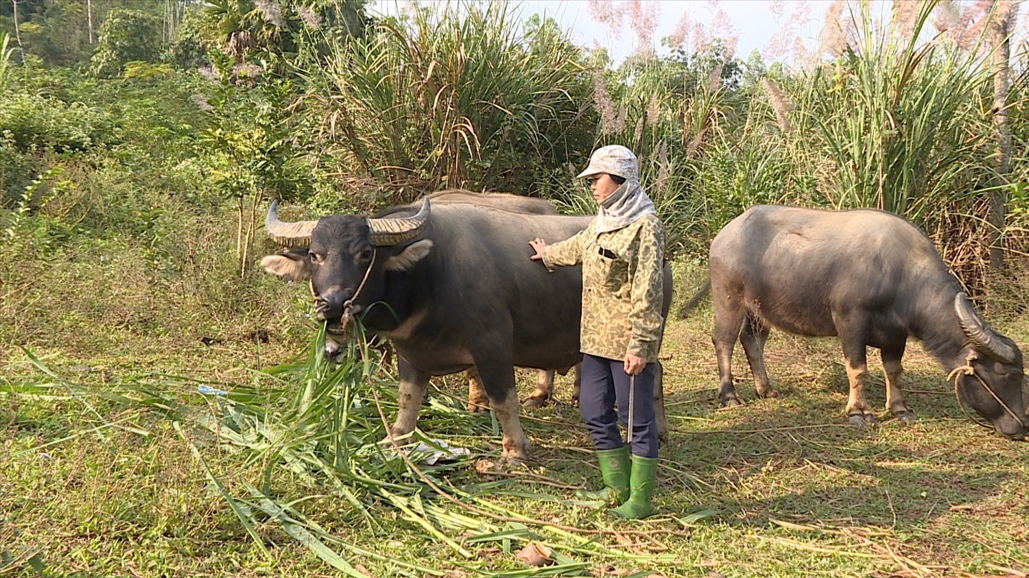 Bà Bàn Thị Lan, dân tộc Dao, Người có uy tín thôn Yên Bình, xã Phú Bình phát triển kinh tế gia đình nhờ chăn nuôi đàn gia súc