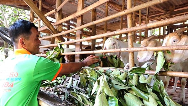 Nhiều hộ nghèo trên địa bàn tỉnh Đồng Nai vay vốn chính sách đầu tư nuôi dê, mang lại hiệu quả kinh tế cao