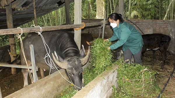Chăn nuôi gia súc là một trong những hướng phát triển kinh tế giúp nhiều hộ dân tỉnh Tuyên Quang thoát nghèo