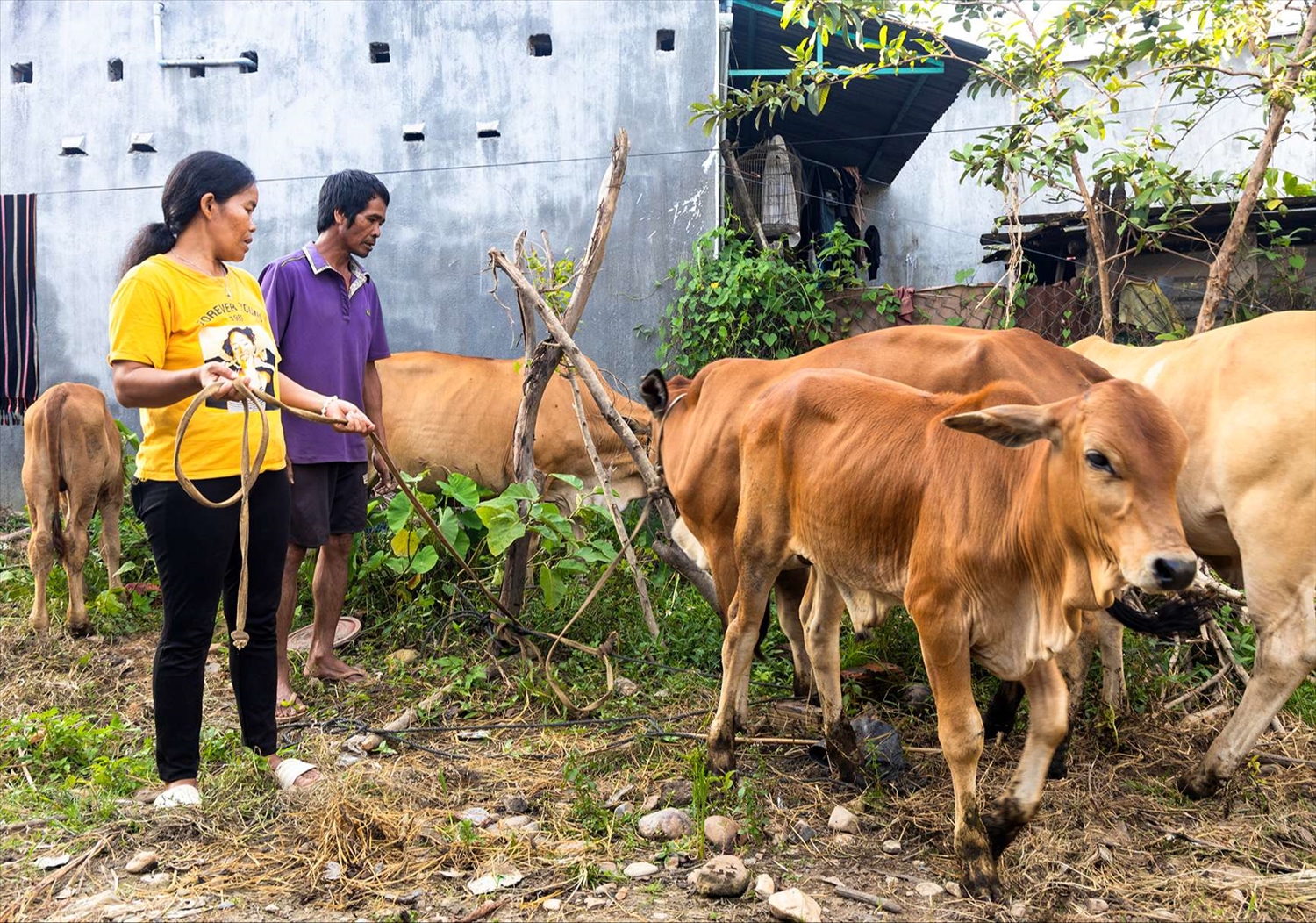 Nhờ nguồn vốn vay ưu đãi, gia đình chị Y Nhem, thôn Kon Tum Kpơng, phường Thắng Lợi, thành phố Kon Tum đầu tư phát triển mô hình chăn nuôi bò, mang lại hiệu quả kinh tế cho gia đình