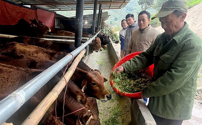 Mô hình phát triển chăn nuôi của gia đình chị Sùng Thị Mỷ ở bản Cu Vai cho thu nhập trên 70 triệu đồng/năm.