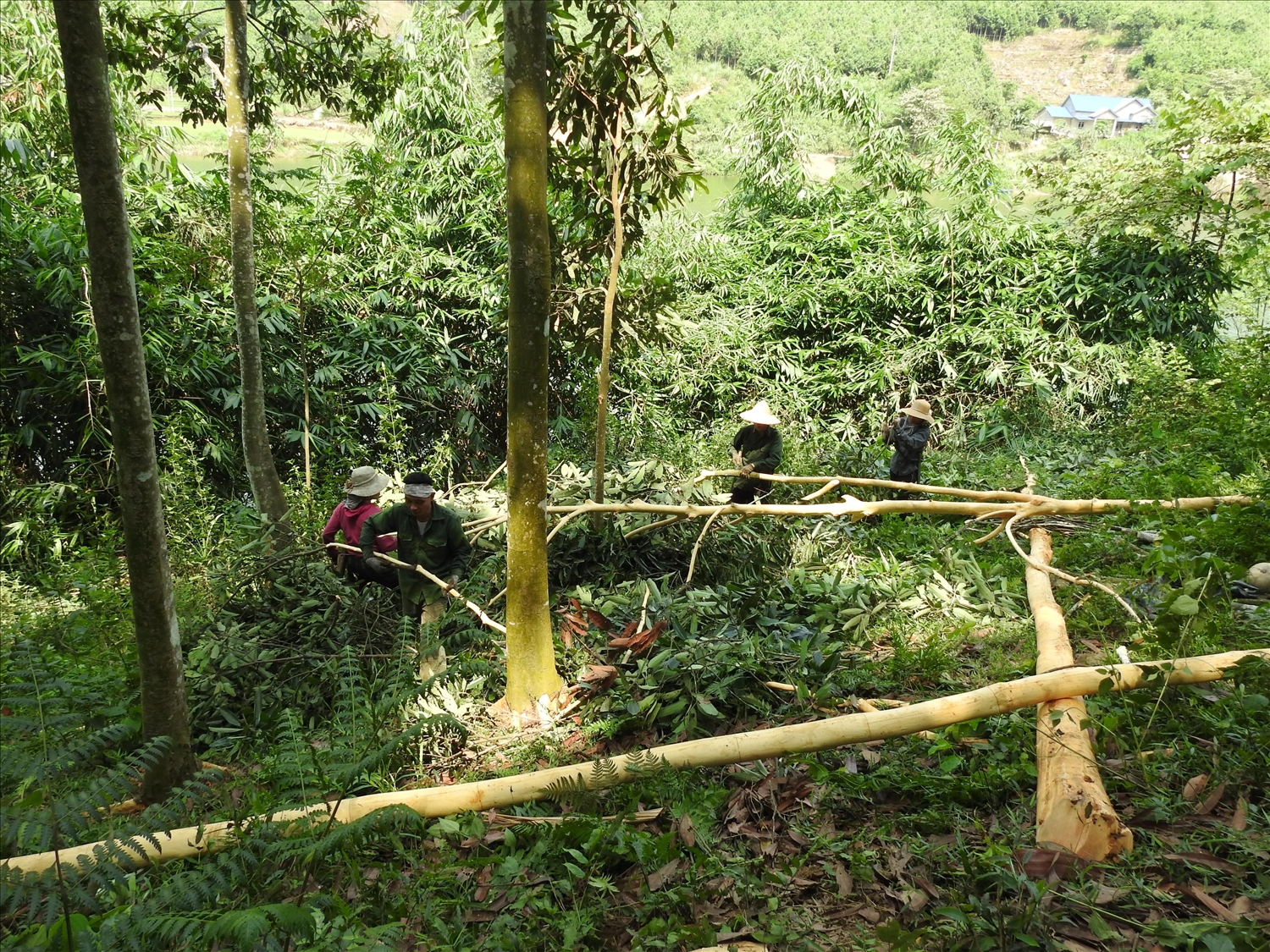 Người dân ở xã Mỏ Vàng, huyện Văn Yên trồng quế mang lại thu nhập cao