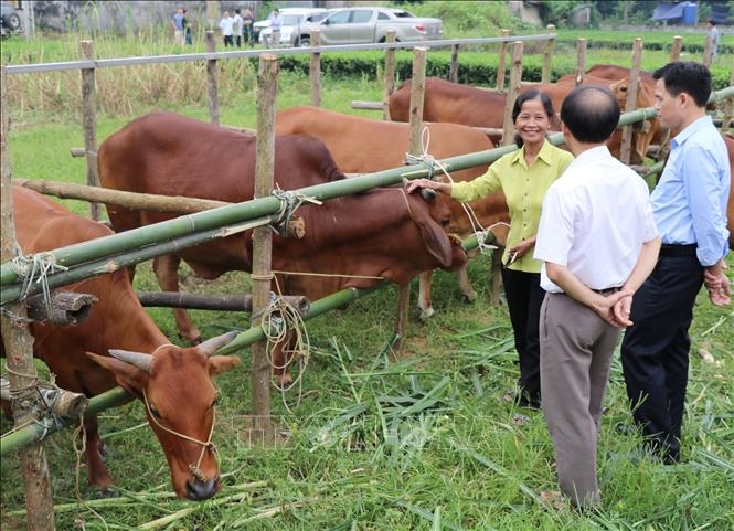 Thành viên HTX bò Mông số 11, xã Văn Lăng, huyện Đồng Hỷ chăm sóc bò 3B thương phẩm để nâng cao thu nhập