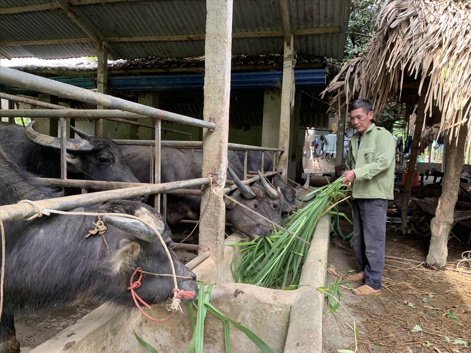 Phát triển chăn nuôi đại gia súc tại xã Tân Thịnh, huyện Định Hoá