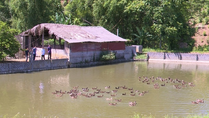 Vịt bầu cổ xanh là vật nuôi có giá trị ở xã Linh Thông, huyện Định Hóa. Năm 2022, xã được tiếp nhận 18 nghìn con giống vịt bầu cổ xanh để hỗ trợ hộ nghèo.