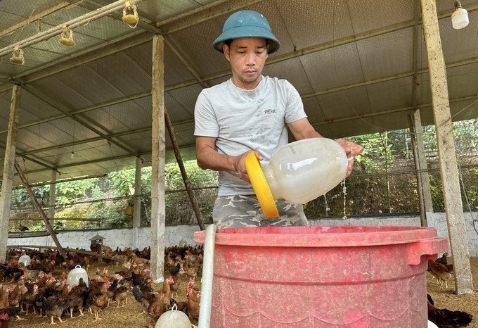 Anh Nguyễn Văn Trọng, thành viên HTX Gà đồi Đông Thịnh bổ sung các chất điện giải vào nước uống cho gà. Ảnh: Quang Linh