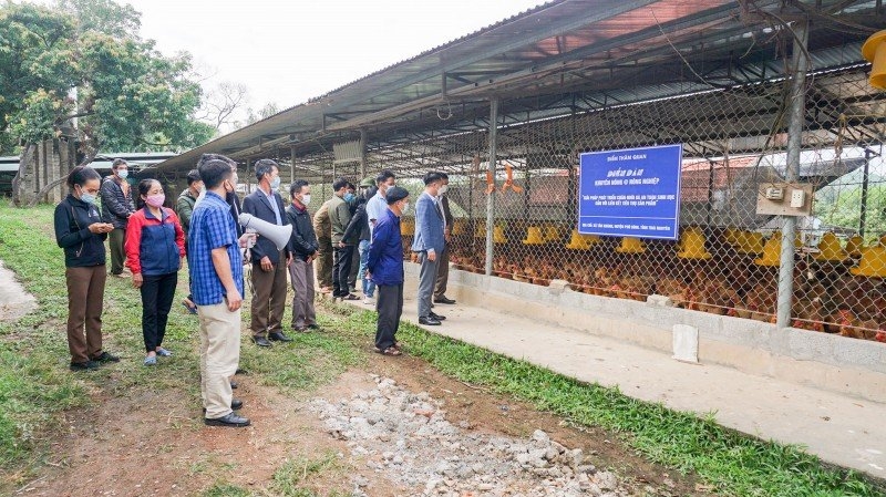 Trang trại gà của Hợp tác xã Gà đồi hữu cơ Tân Phú (Ảnh: HTX Tân Phú)