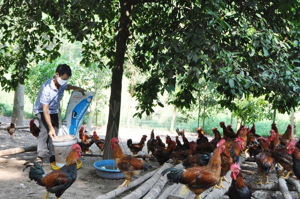 Thành viên HTX gà đồi Đồng Thịnh, xã Tân Khánh (Phú Bình) chăm sóc đàn gà. 